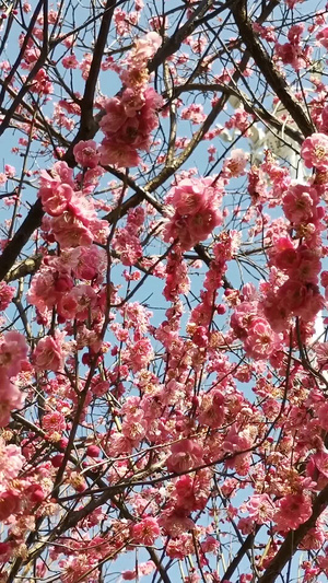 实拍盛开的桃花春暖花开12秒视频