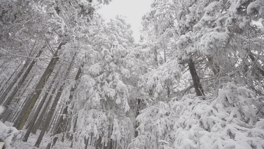 喀斯特地貌原始森林松柏树雪景视频