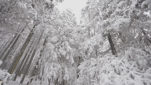 喀斯特地貌原始森林松柏树雪景100秒视频