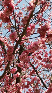 实拍盛开的桃花春暖花开视频