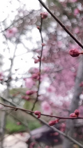 实拍一支梅花春暖花开视频