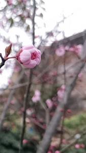 实拍一支梅花春暖花开视频