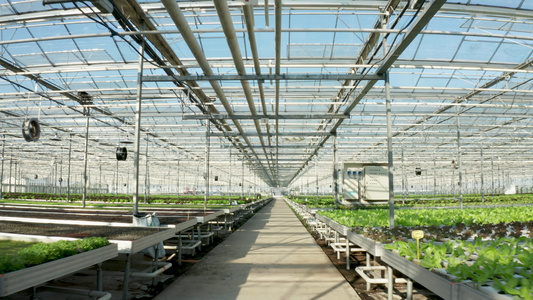 在温室中种植绿色生菜上方的空中摄像头视频