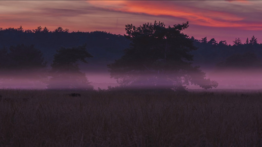 4K草原森林清晨雾气缭绕延时视频