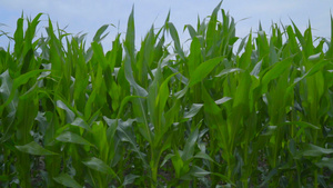 玉米地特写在玉米地上淘金玉米秸秆在风中摇曳30秒视频