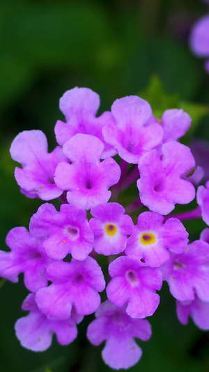 静拍春天里的小紫野花花背景26秒视频