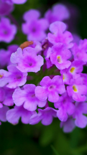静拍春天里的小紫野花花素材26秒视频