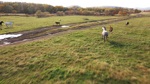 两匹马与牛一起在绿草地上奔跑11秒视频