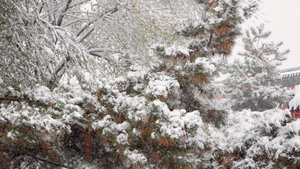 4k雪景63秒视频