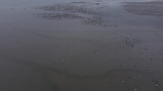 海边观鸟视频