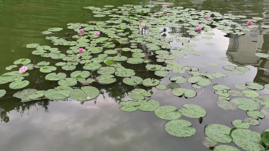 雨后池塘中的睡莲视频