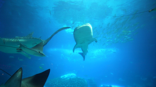 海底世界海洋生物视频