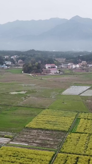 南方田园风光大场景航拍油菜花地42秒视频