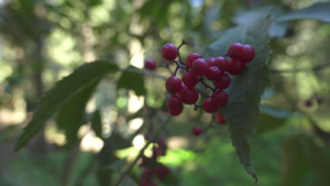 树枝上的红熟莓子草林上的红熟莓子野生植物夏季森林10秒视频