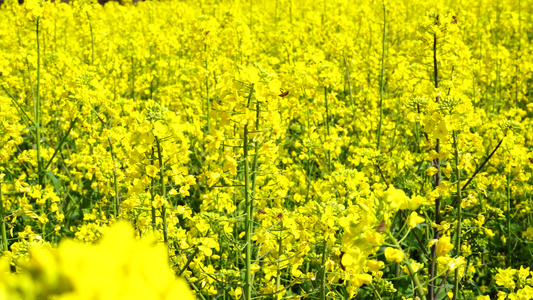 油菜花开 油菜花视频