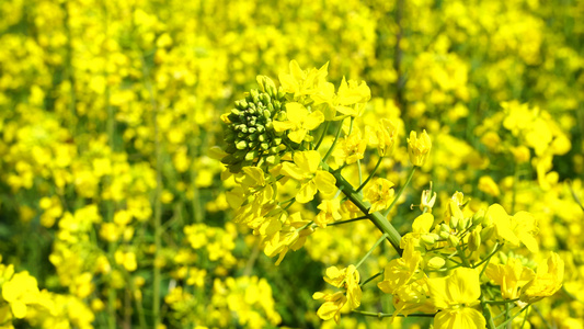 油菜花开 油菜花视频