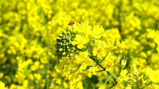 油菜花开 油菜花视频