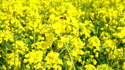 油菜花开 油菜花视频