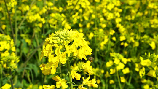 油菜花开 油菜花视频