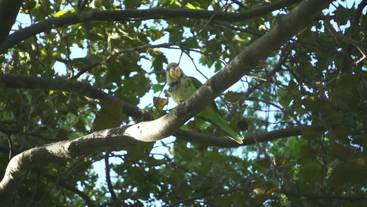 树枝上有野鹦鹉慢动作在树间吃视频