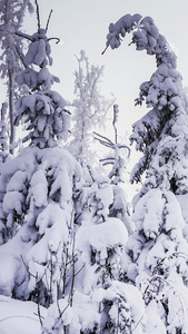 雪松唯美背景视频9193，雪松视频