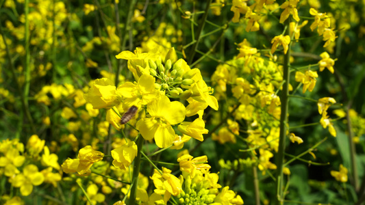 油菜花开 油菜花视频