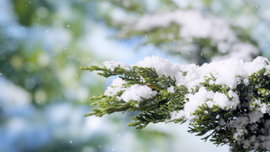 4k冬季飘雪花松树林浪漫视频