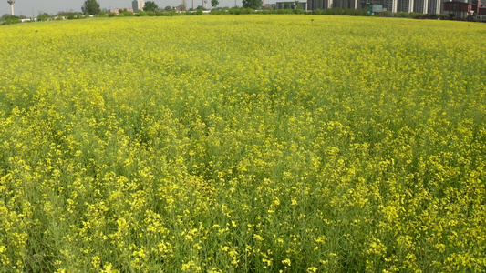 油菜花航拍4k视频