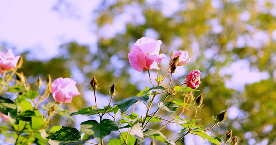 芙蓉花 木莲 4k升格慢镜视频