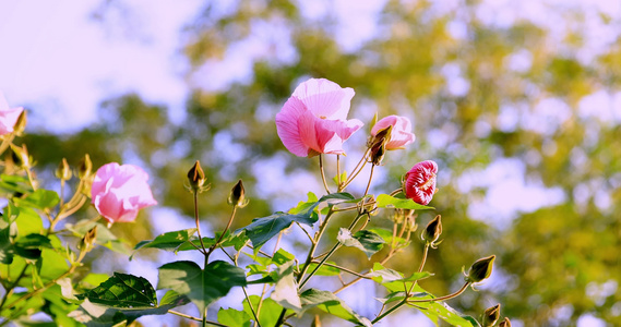 芙蓉花 木莲 4k升格慢镜视频