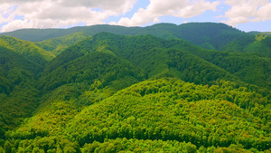 木林的空中全景19秒视频