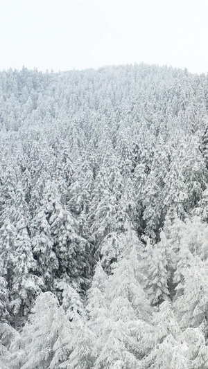 航拍仙女山景区冬季冰天雪地5A景点103秒视频