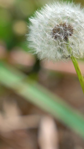 森林草地里的蒲公英视频