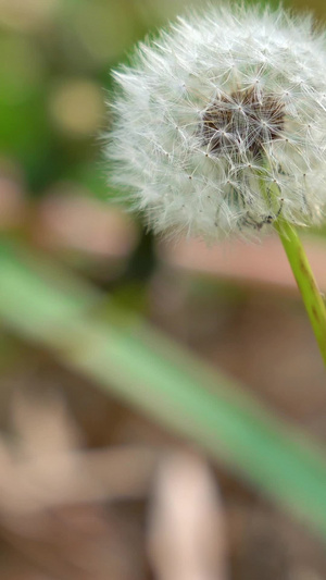 森林草地里的蒲公英8秒视频