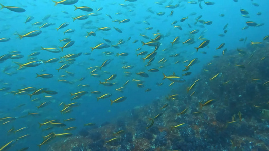 海底世界鱼群奇观视频