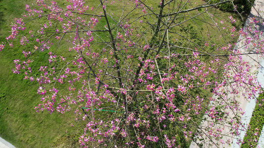 城市公园的异木棉花视频