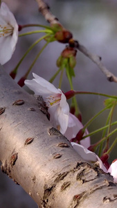 春季自然风光樱花视频合集视频
