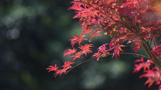 4k秋天黄枫叶红枫唯美透光意境风景视频视频