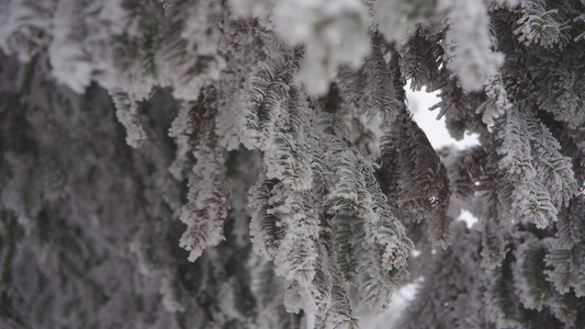 雪松针叶林特写雾凇雪景视频