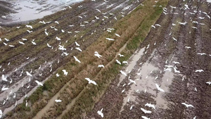 鸟儿们在稻田上一起飞翔的空中观光群12秒视频