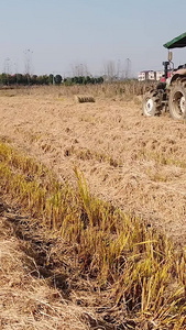 稻草回收利用农田环保视频