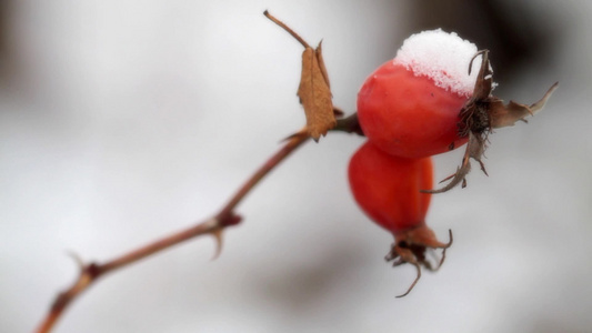 雪下自然果子背景视频