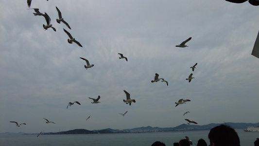 大海海洋海鸥飞翔 视频