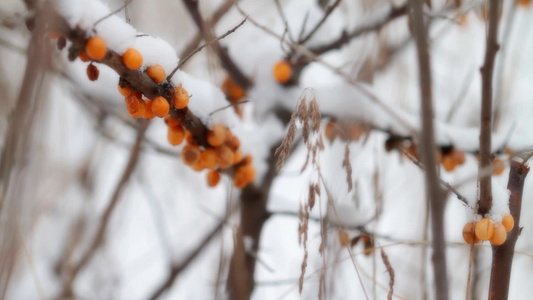 雪下的树木果子视频