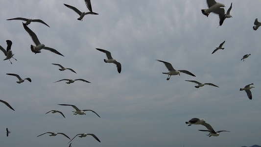 大海海洋海鸥飞翔 视频