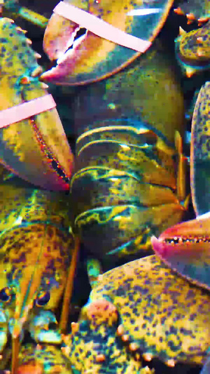 海鲜澳洲大龙虾海鲜市场95秒视频