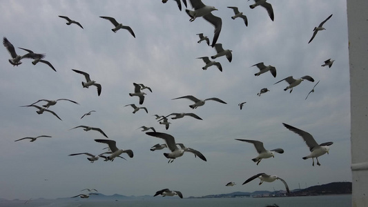 大海海洋海鸥飞翔 视频