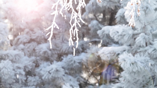 太阳束下有雪覆盖的树枝视频
