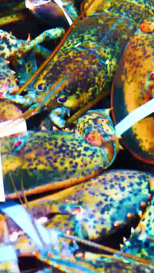 海鲜澳洲大龙虾活海鲜95秒视频