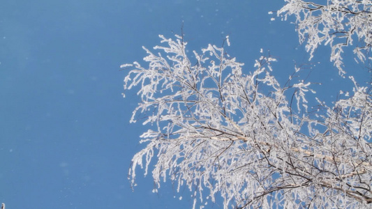 下雪覆盖的树枝视频